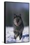 Black Wolf Running in Snow-DLILLC-Framed Stretched Canvas