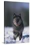 Black Wolf Running in Snow-DLILLC-Stretched Canvas