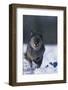 Black Wolf Running in Snow-DLILLC-Framed Photographic Print