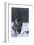 Black Wolf Running in Snow-DLILLC-Framed Photographic Print