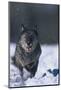 Black Wolf Running in Snow-DLILLC-Mounted Photographic Print