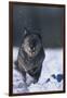 Black Wolf Running in Snow-DLILLC-Framed Photographic Print