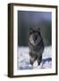 Black Wolf Running in Snow-DLILLC-Framed Photographic Print