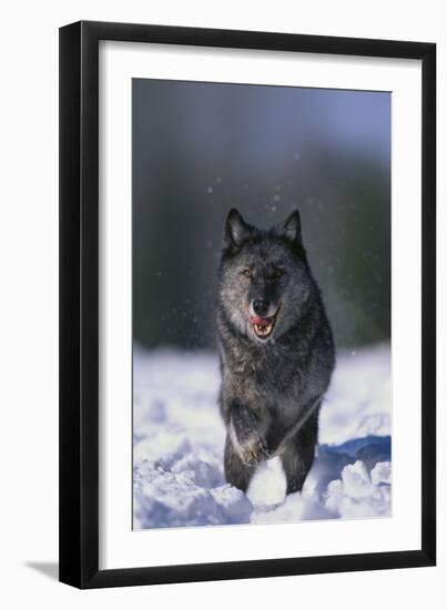 Black Wolf Running in Snow-DLILLC-Framed Photographic Print