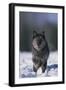 Black Wolf Running in Snow-DLILLC-Framed Photographic Print