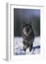 Black Wolf Running in Snow-DLILLC-Framed Photographic Print