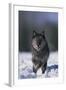 Black Wolf Running in Snow-DLILLC-Framed Photographic Print