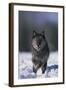 Black Wolf Running in Snow-DLILLC-Framed Photographic Print