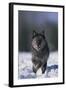 Black Wolf Running in Snow-DLILLC-Framed Photographic Print