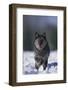 Black Wolf Running in Snow-DLILLC-Framed Photographic Print