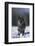 Black Wolf Running in Snow-DLILLC-Framed Photographic Print