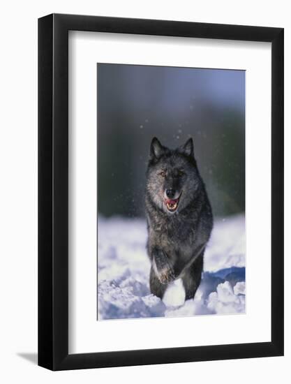 Black Wolf Running in Snow-DLILLC-Framed Photographic Print