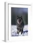 Black Wolf Running in Snow-DLILLC-Framed Photographic Print