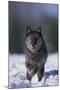 Black Wolf Running in Snow-DLILLC-Mounted Photographic Print