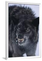 Black Wolf Snarling in Snow-DLILLC-Framed Premium Photographic Print