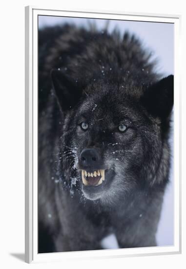 Black Wolf Snarling in Snow-DLILLC-Framed Premium Photographic Print