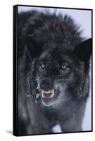 Black Wolf Snarling in Snow-DLILLC-Framed Stretched Canvas