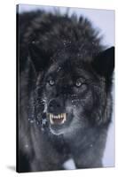 Black Wolf Snarling in Snow-DLILLC-Stretched Canvas