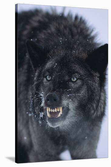 Black Wolf Snarling in Snow-DLILLC-Stretched Canvas