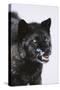 Black Wolf Snarling in Snow-DLILLC-Stretched Canvas