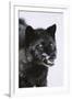 Black Wolf Snarling in Snow-DLILLC-Framed Photographic Print