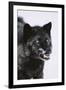 Black Wolf Snarling in Snow-DLILLC-Framed Photographic Print