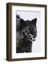 Black Wolf Snarling in Snow-DLILLC-Framed Photographic Print