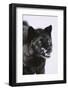 Black Wolf Snarling in Snow-DLILLC-Framed Photographic Print