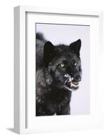 Black Wolf Snarling in Snow-DLILLC-Framed Photographic Print