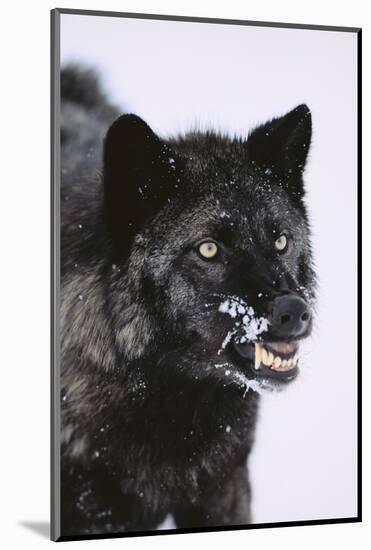 Black Wolf Snarling in Snow-DLILLC-Mounted Photographic Print