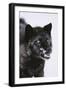 Black Wolf Snarling in Snow-DLILLC-Framed Photographic Print