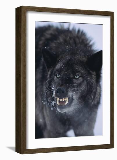 Black Wolf Snarling in Snow-DLILLC-Framed Photographic Print