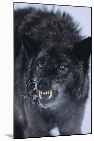 Black Wolf Snarling in Snow-DLILLC-Mounted Photographic Print