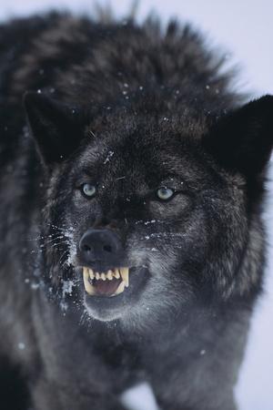 Black Wolf Snarling in Snow' Photographic Print - DLILLC Black Wolf Snarling in Snow' Photographic Print - DLILLC
