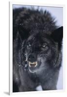 Black Wolf Snarling in Snow-DLILLC-Framed Photographic Print