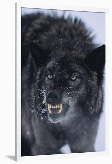 Black Wolf Snarling in Snow-DLILLC-Framed Photographic Print