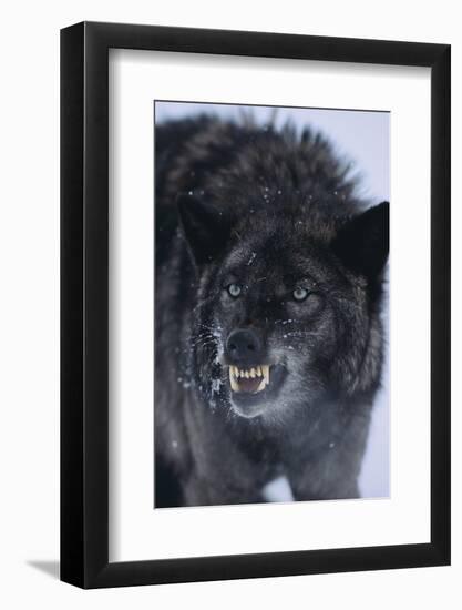 Black Wolf Snarling in Snow-DLILLC-Framed Photographic Print