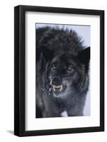 Black Wolf Snarling in Snow-DLILLC-Framed Photographic Print