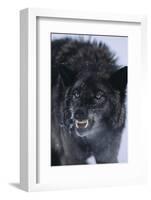 Black Wolf Snarling in Snow-DLILLC-Framed Photographic Print