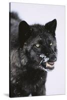 Black Wolf Snarling in Snow-DLILLC-Stretched Canvas