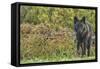Black Wolf-null-Framed Stretched Canvas
