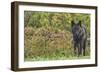 Black Wolf-null-Framed Premium Photographic Print