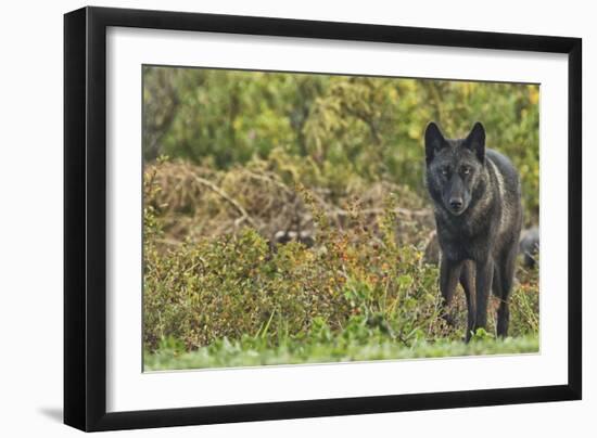 Black Wolf-null-Framed Photographic Print