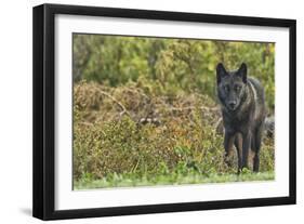 Black Wolf-null-Framed Photographic Print