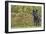 Black Wolf-null-Framed Photographic Print