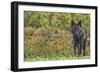 Black Wolf-null-Framed Photographic Print