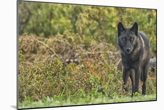 Black Wolf-null-Mounted Photographic Print