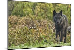 Black Wolf-null-Mounted Photographic Print