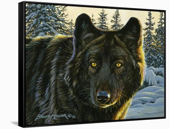 Black Wolf-Bruce Miller-Framed Stretched Canvas