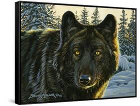 Black Wolf-Bruce Miller-Framed Stretched Canvas